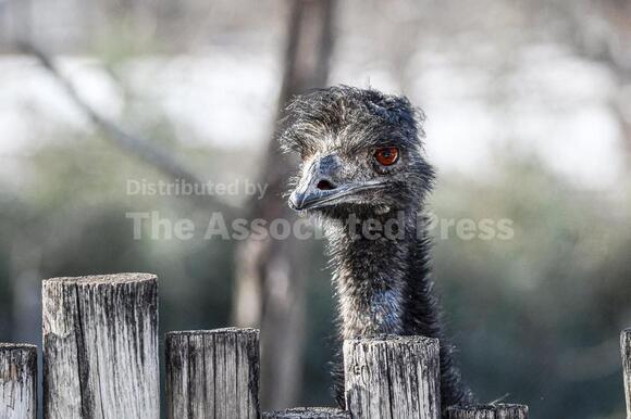 Hail storm kills emu at Missouri zoo, cancels flights and damages ...