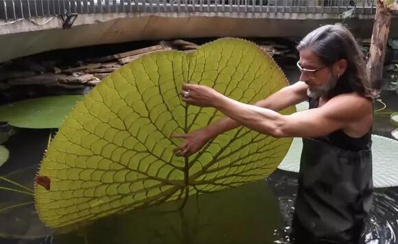 Instagram Selfie Leads to Find of Giant New Water Lily - NewsBreak
