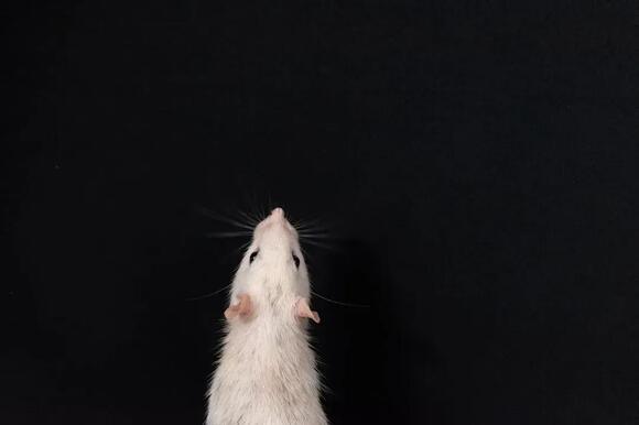Why Los Angeles Is America’s #1 Rodent Hotspot - NewsBreak