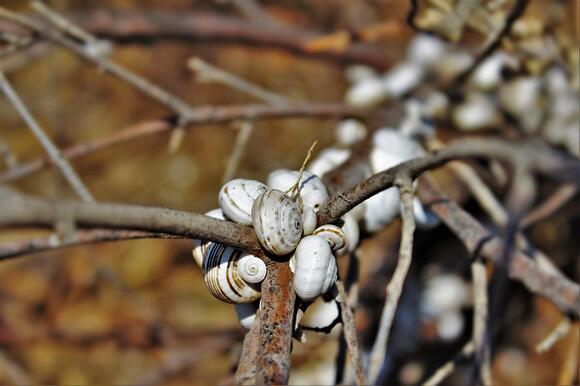 A Snail Can Sleep For Three Years Straight - NewsBreak