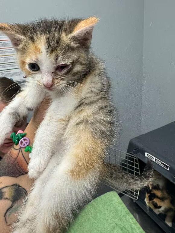 🐱 Sweet Shelter Cats Waiting for Adoption in Bloomington, IN - NewsBreak