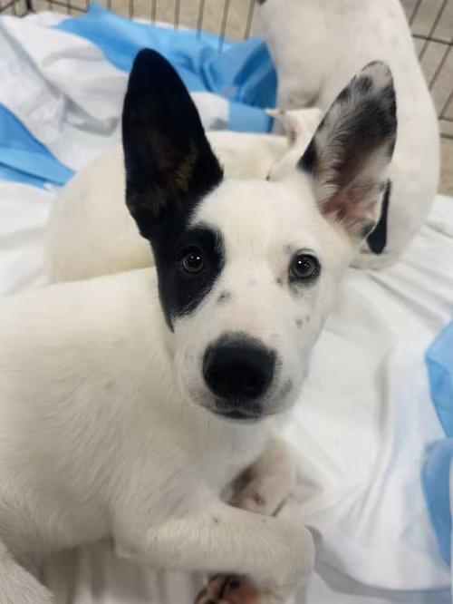 🐶 Playful & Loving Dogs Ready for Adoption in Winter, WI - NewsBreak