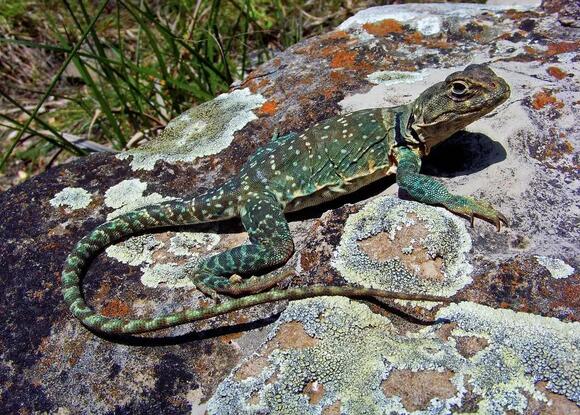 6 Types of Lizards Found in Albuquerque, New Mexico - NewsBreak