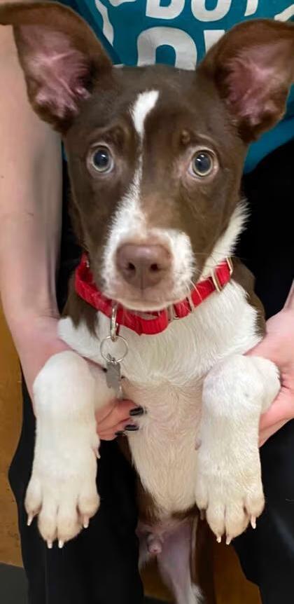 🐶 Playful Pug & Lab Puppies Ready for Adoption in Burlington, WA ...