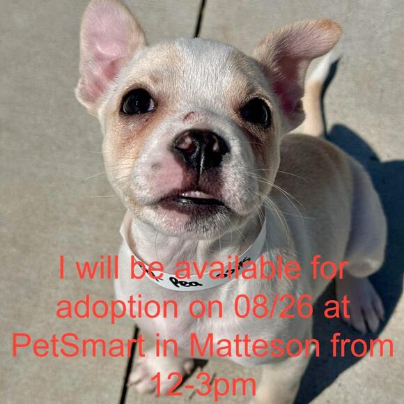 🐶 Playful, Senior & Puppy Dogs Waiting for Homes in Matteson - NewsBreak