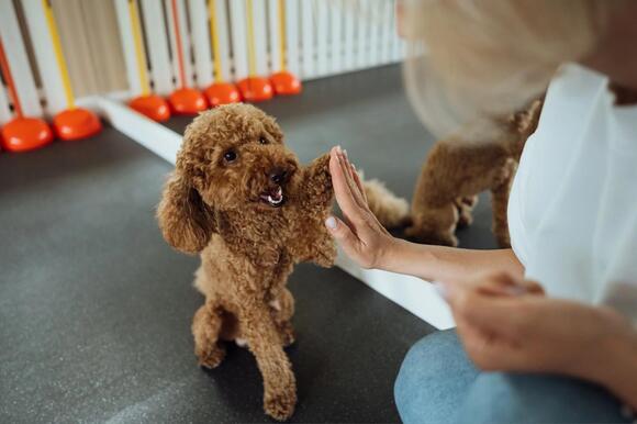 Albany is Sending Dogs to Jail?? - NewsBreak