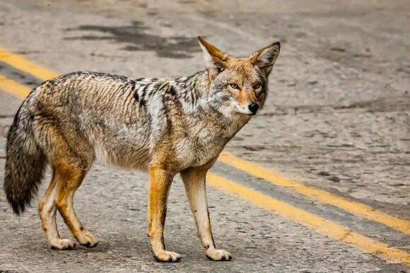 23 Animals That Eat Squirrels: From Backyard Hawks to Bobcats and ...