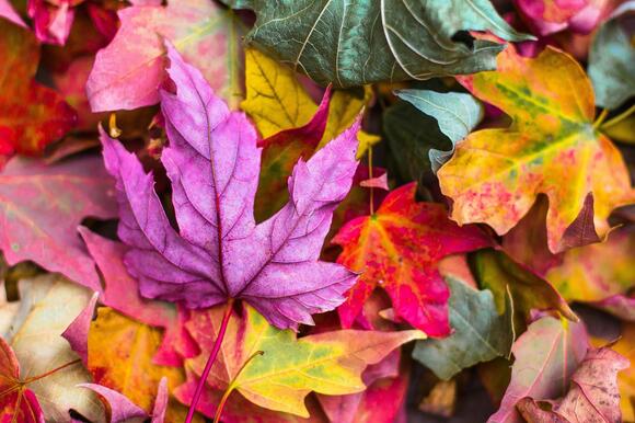 Here’s When Northern Illinois Should Hit Peak Fall Colors - NewsBreak