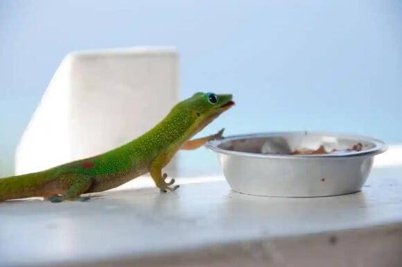 Types of Lizards in Maui: Geckos, Skinks, Anoles, and Chameleons ...