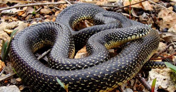 8 Black Snakes In Virginia: Most Are Harmless - NewsBreak