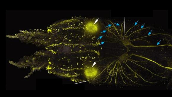 Scientists Find Squid Are Covered in Hair-Like Cells Remarkably Similar ...