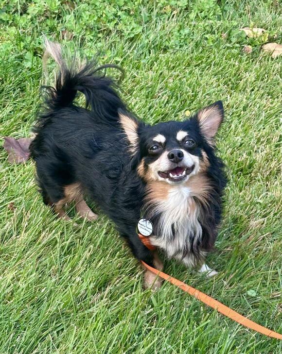 🐶 Playful, Gentle & Loyal Dogs Ready for Adoption in Bethel - NewsBreak