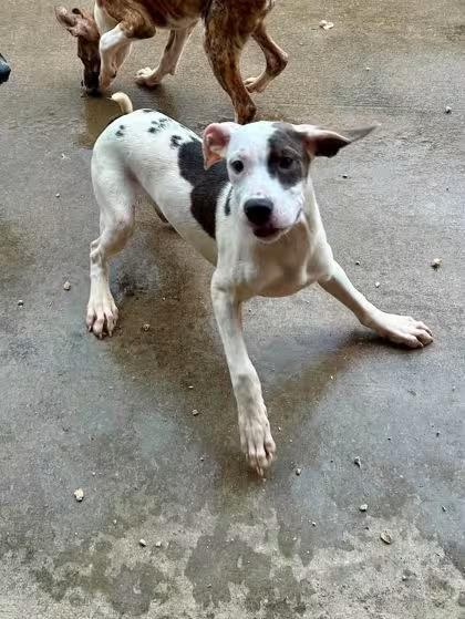 🐶 Friendly Dogs Waiting for Adoption in Toccoa, Georgia - NewsBreak