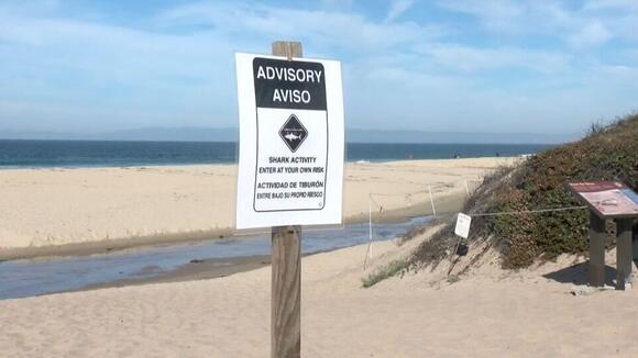 Increased shark activity warning given after whale washes up on Seaside ...