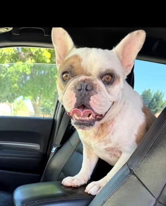 🐶 Playful, Gentle & Loyal Dogs Ready for Adoption in San Luis Obispo ...