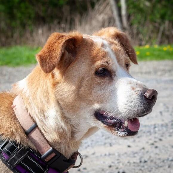 🐶 Playful & Loving Dogs Ready for Adoption in Olean - NewsBreak