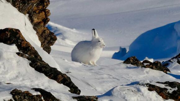 Why Arctic Hares Change Color With the Seasons - NewsBreak