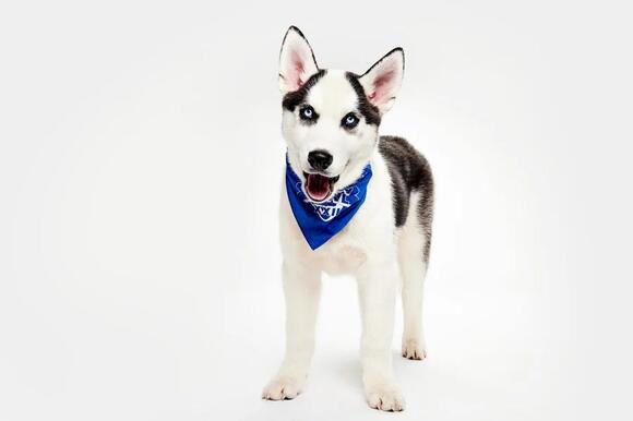 Puppy Bowl XXII: Meet Team Ruff’s and Team Fluff’s representatives from ...