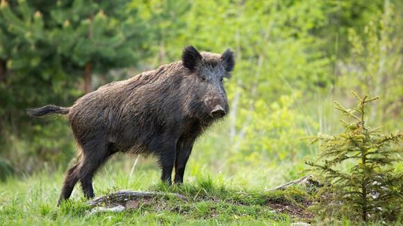 Record-setting hog found in Tennessee surprises hunters - NewsBreak