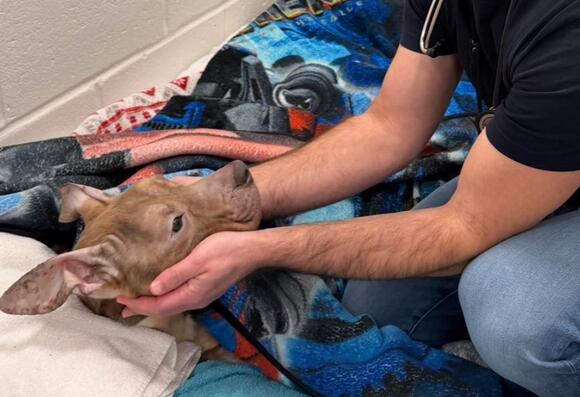 Dolly Update: Small but Meaningful Victory in Rescued Dog's ...