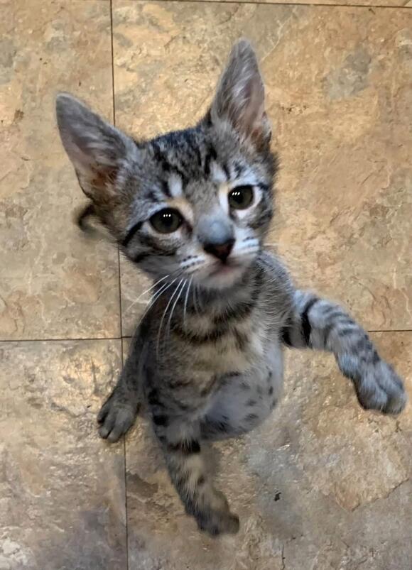 🐱 Playful, Gentle & Curious Cats Ready for Adoption in Diamond Springs ...