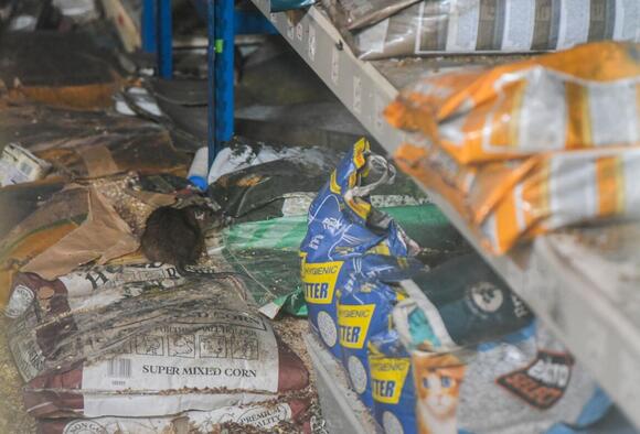 Rogue rats living in abandoned pet shop wreaking havoc in market town ...