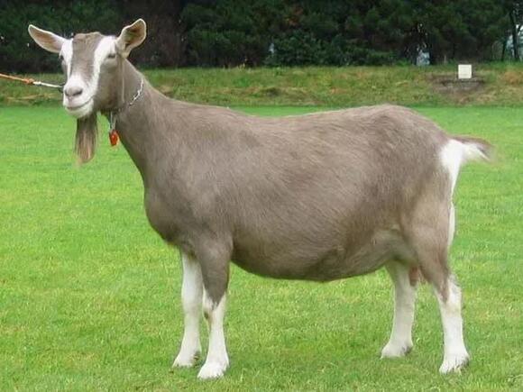 10 Largest Goat Breeds in The World - NewsBreak