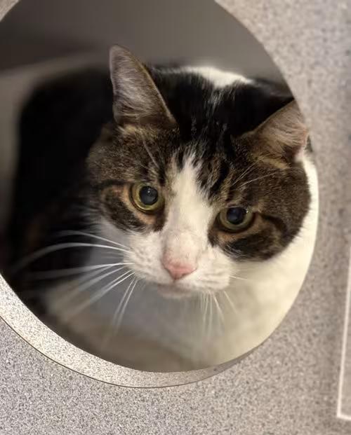 🐱 Friendly Batavia Cats Ready to Join Your Family - NewsBreak