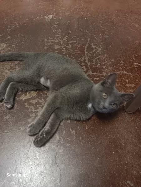 🐱 Gentle Monterey Cats Ready to Join Loving Homes - NewsBreak