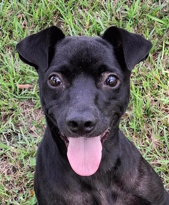 Energetic terrier mix Duck available for adoption - NewsBreak