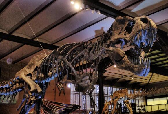 The Tyrannosaurus Rex was a surprisingly social creature - NewsBreak