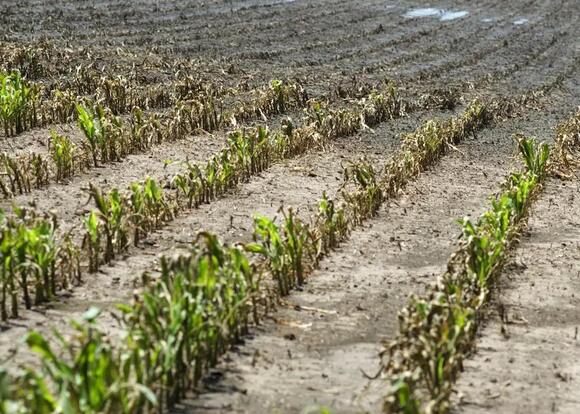 ‘Southern Rust’ Has Infected Corn From Likely Every Iowa County - NewsBreak