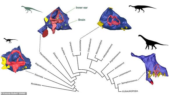 Dinosaur brain scan reveals how dog-sized ancestor of the diplodocus ...