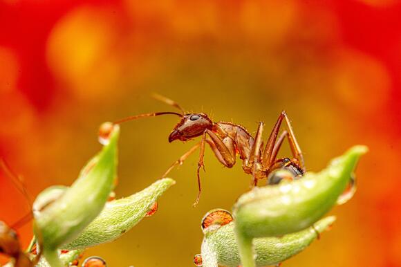 25 Most Dangerous Insects in America – #1 Causes More Deaths Than ...