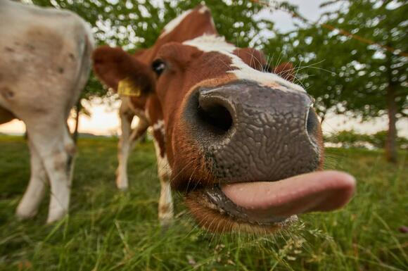 Watch As This Cow Steals Shoes - NewsBreak
