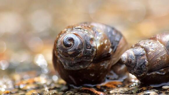 Complete Guide to Florida Snails: 18 Species You’ll Find in Your ...