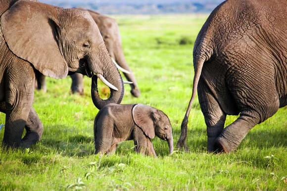 The Best Places to See Elephants in The Wild - NewsBreak
