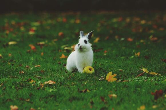 14 Pets That Can Learn Real Tricks Not Just Dogs - NewsBreak