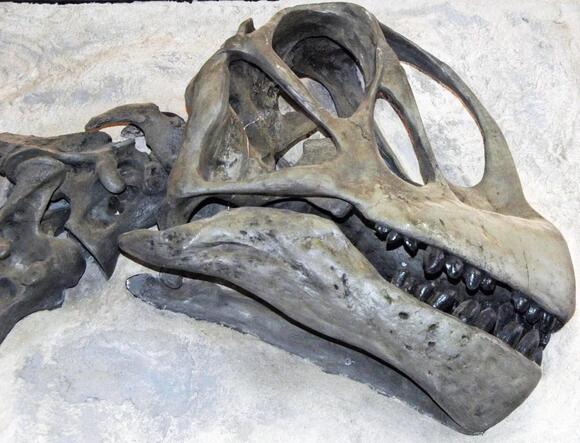 Decoding Dinosaur Diets: What Ancient Evidence Reveals About Their ...