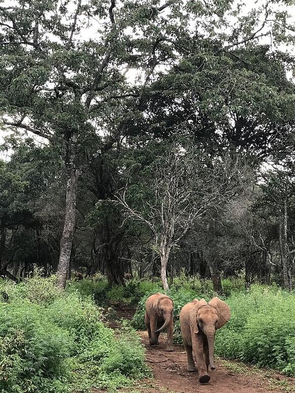 Wildlife Conservation as a Key Factor in Preventing Zoonotic Diseases ...