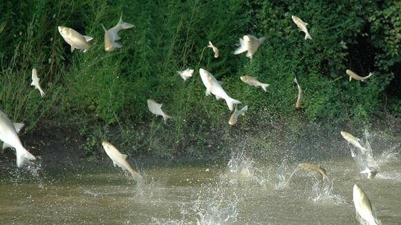 Is This Invasive Flying Fish Going To Take Over The Tennessee River ...