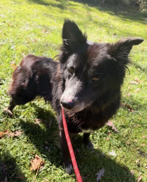 🐶 Playful, Gentle & Loyal Dogs Ready for Adoption in South Bend - NewsBreak