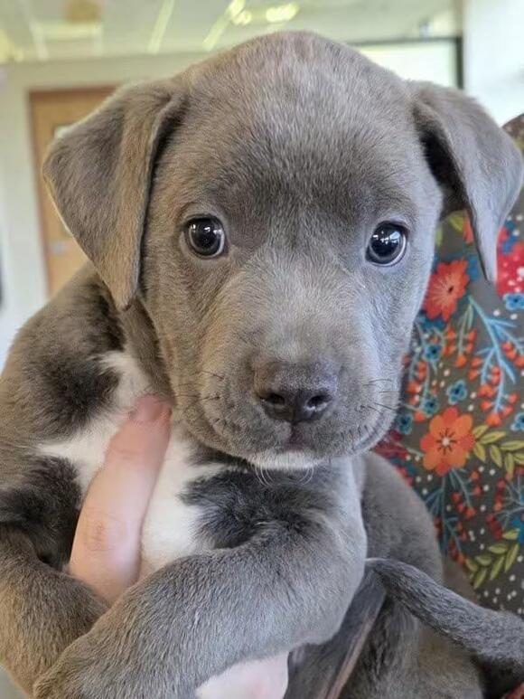 🐶 Gentle Seniors & Playful Pups Ready for Adoption in Elizabethtown ...