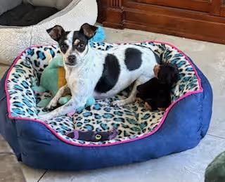 🐶 Playful, Gentle & Loyal Dogs Ready for Adoption in Orlando - NewsBreak