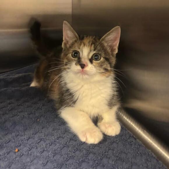 🐱 Playful, Gentle & Loving Cats Ready for Adoption in Bristol, IN ...