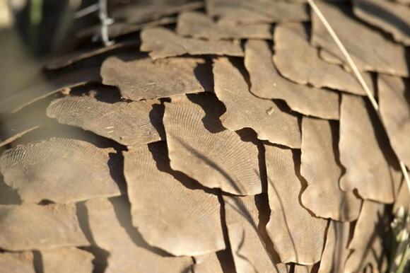 Scientists Identify an Electric Version of a Pangolin in the Pacific ...