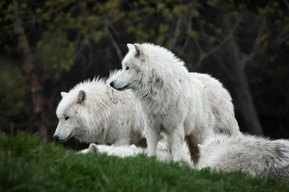 If Your Spirit Animal is a Wolf, Here's What It Says About You - NewsBreak