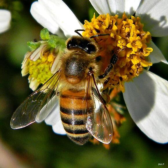 It’s OK to love all the bees (the honey bees, too) - NewsBreak