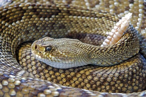 The 5 Deadliest Snakes of Texas - NewsBreak