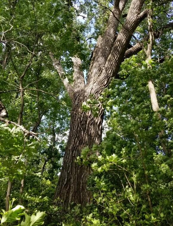 A look at the largest tree in the state of North Dakota - NewsBreak